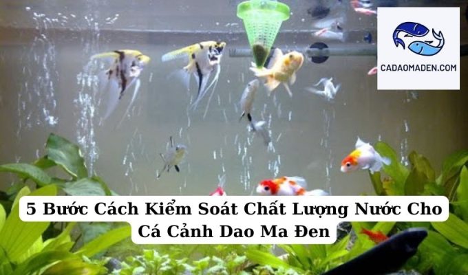 5 Bước Cách Kiểm Soát Chất Lượng Nước Cho Cá Cảnh Dao Ma Đen