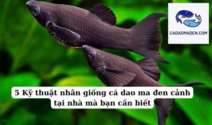 5 Kỹ thuật nhân giống cá dao ma đen cảnh tại nhà mà bạn cần biết