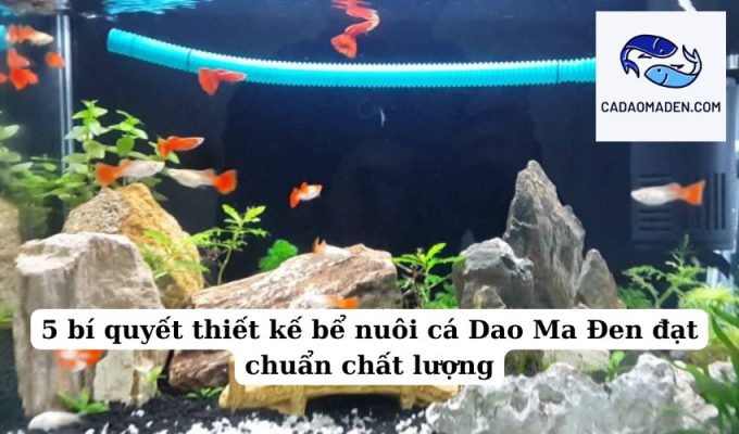 5 bí quyết thiết kế bể nuôi cá Dao Ma Đen đạt chuẩn chất lượng