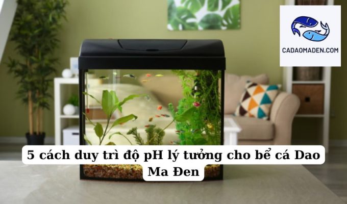 5 cách duy trì độ pH lý tưởng cho bể cá Dao Ma Đen