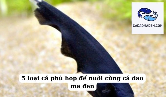 5 loại cá phù hợp để nuôi cùng cá dao ma đen