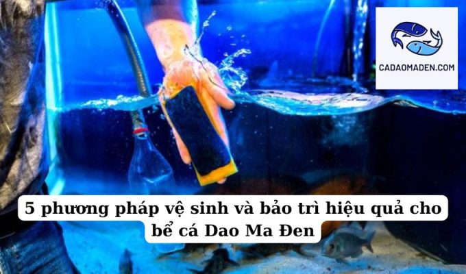 5 phương pháp vệ sinh và bảo trì hiệu quả cho bể cá Dao Ma Đen