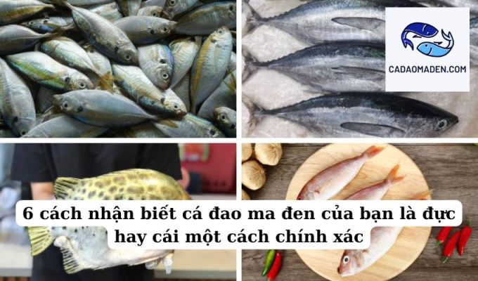 6 cách nhận biết cá đao ma đen của bạn là đực hay cái một cách chính xác