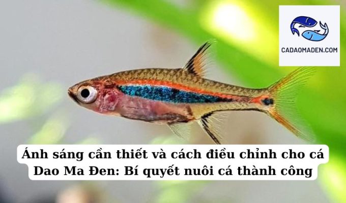 Ánh sáng cần thiết và cách điều chỉnh cho cá Dao Ma Đen Bí quyết nuôi cá thành công