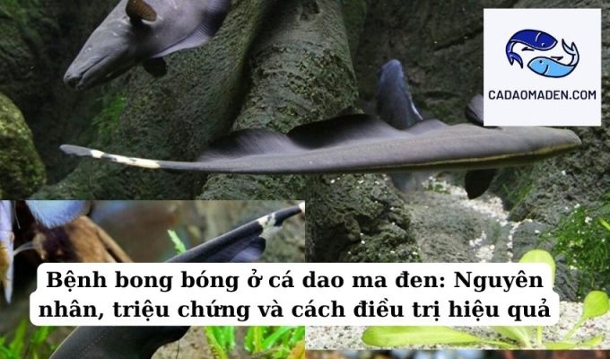 Bệnh bong bóng ở cá dao ma đen Nguyên nhân, triệu chứng và cách điều trị hiệu quả