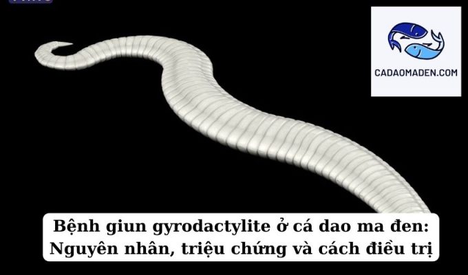 Bệnh giun gyrodactylite ở cá dao ma đen Nguyên nhân, triệu chứng và cách điều trị