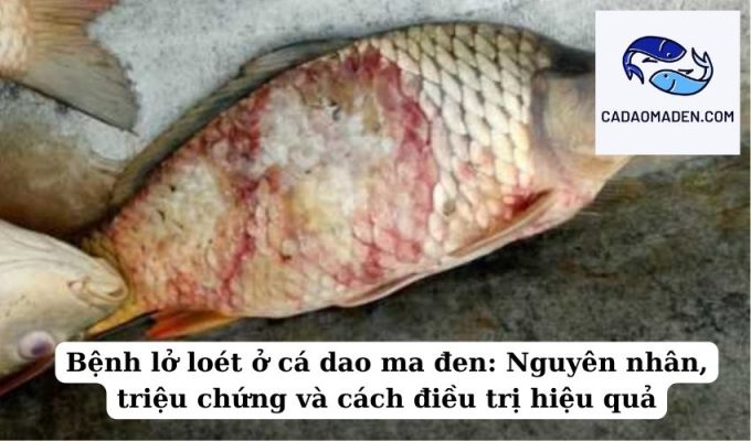 Bệnh lở loét ở cá dao ma đen Nguyên nhân, triệu chứng và cách điều trị hiệu quả