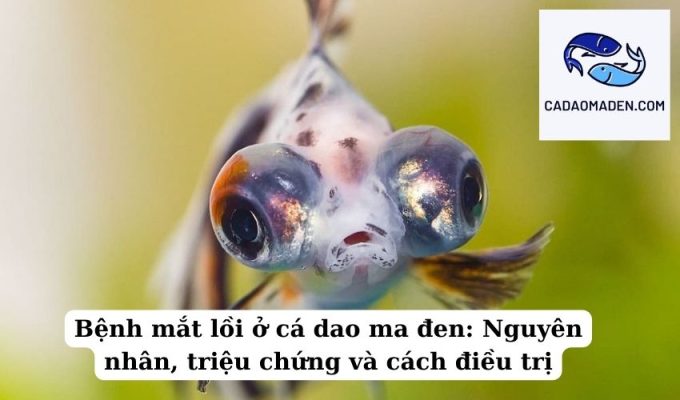 Bệnh mắt lồi ở cá dao ma đen Nguyên nhân, triệu chứng và cách điều trị