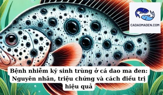 Bệnh nhiễm ký sinh trùng ở cá dao ma đen Nguyên nhân, triệu chứng và cách điều trị hiệu quả