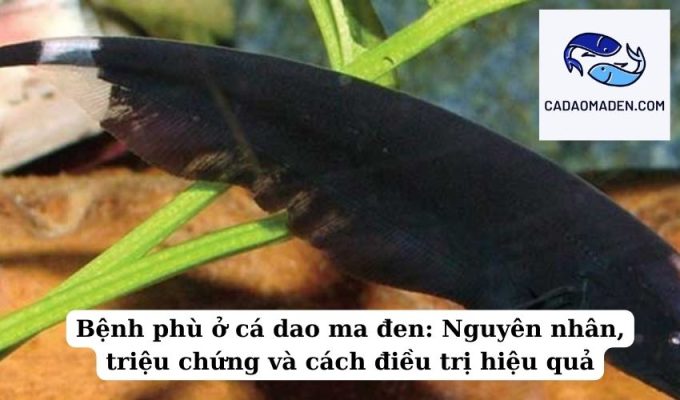 Bệnh phù ở cá dao ma đen Nguyên nhân, triệu chứng và cách điều trị hiệu quả