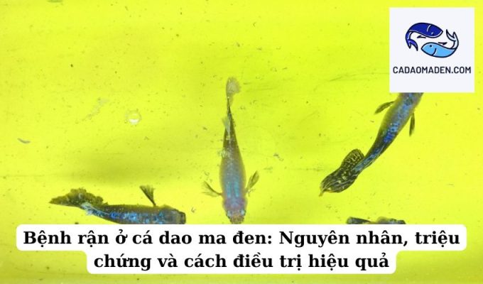 Bệnh rận ở cá dao ma đen Nguyên nhân, triệu chứng và cách điều trị hiệu quả