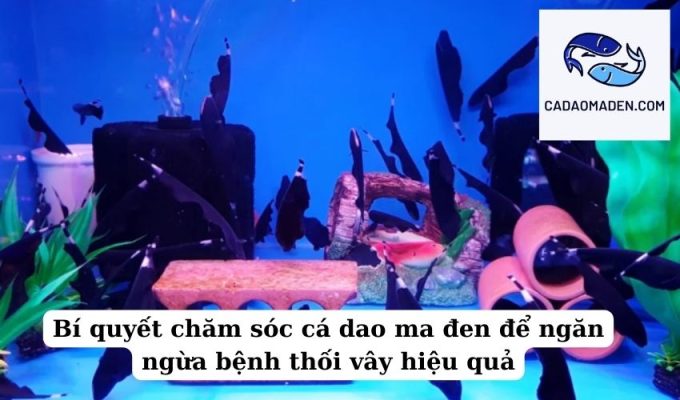 Bí quyết chăm sóc cá dao ma đen để ngăn ngừa bệnh thối vây hiệu quả