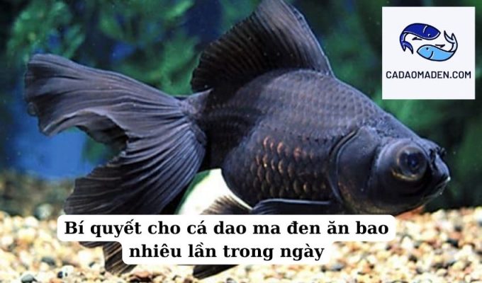 Bí quyết cho cá dao ma đen ăn bao nhiêu lần trong ngày