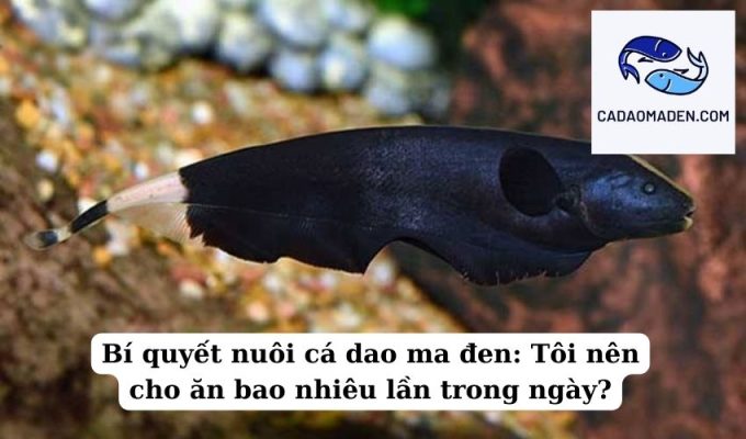 Bí quyết nuôi cá dao ma đen Tôi nên cho ăn bao nhiêu lần trong ngày