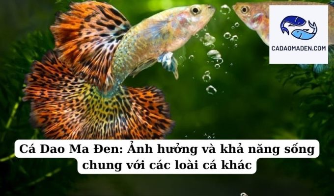 Cá Dao Ma Đen Ảnh hưởng và khả năng sống chung với các loài cá khác