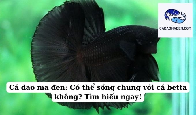 Cá dao ma đen Có thể sống chung với cá betta không Tìm hiểu ngay!