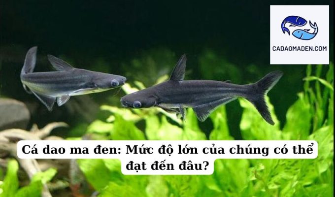 Cá dao ma đen Mức độ lớn của chúng có thể đạt đến đâu