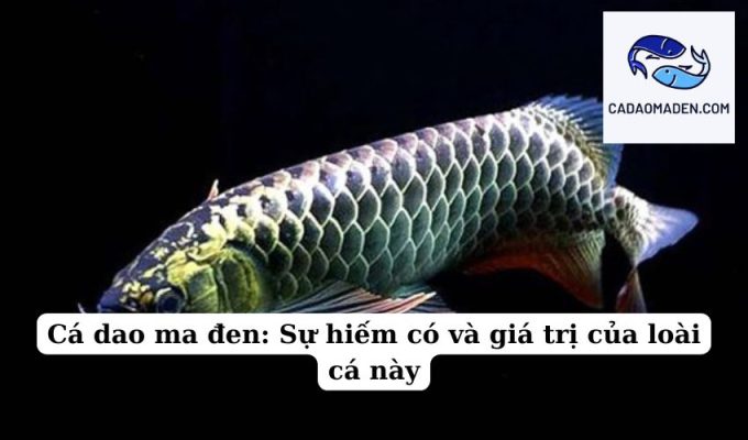 Cá dao ma đen Sự hiếm có và giá trị của loài cá này