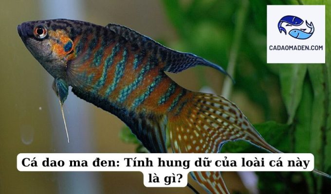 Cá dao ma đen Tính hung dữ của loài cá này là gì