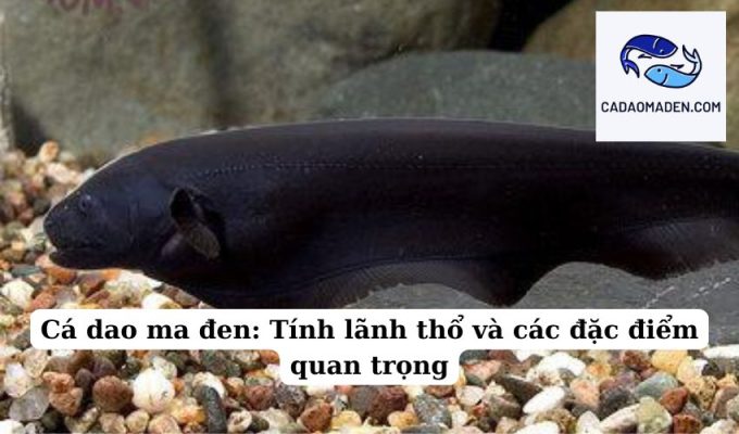 Cá dao ma đen Tính lãnh thổ và các đặc điểm quan trọng