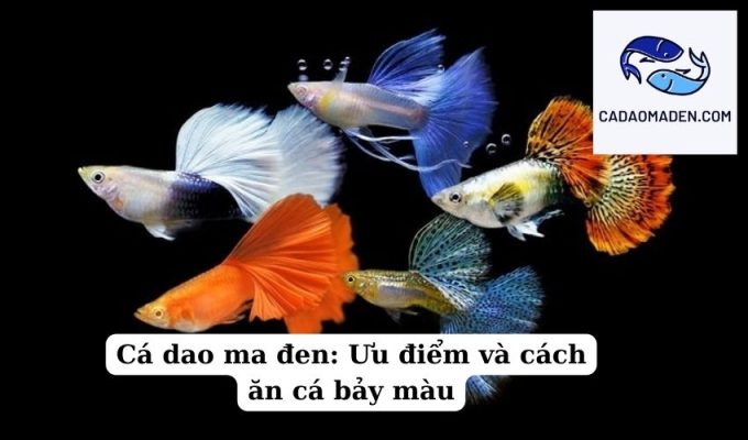 Cá dao ma đen Ưu điểm và cách ăn cá bảy màu