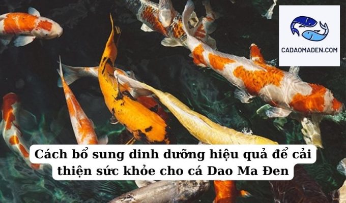 Cách bổ sung dinh dưỡng hiệu quả để cải thiện sức khỏe cho cá Dao Ma Đen