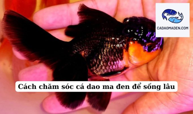 Cách chăm sóc cá dao ma đen để sống lâu