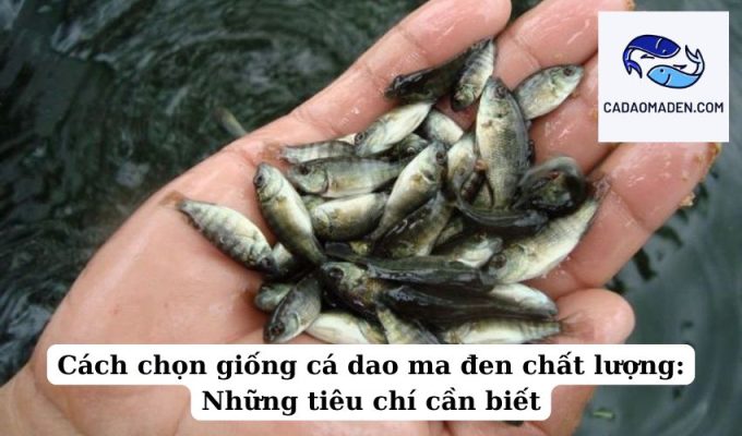 Cách chọn giống cá dao ma đen chất lượng Những tiêu chí cần biết