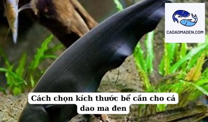 Cách chọn kích thước bể cần cho cá dao ma đen