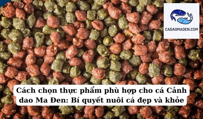 Cách chọn thực phẩm phù hợp cho cá Cảnh dao Ma Đen Bí quyết nuôi cá đẹp và khỏe