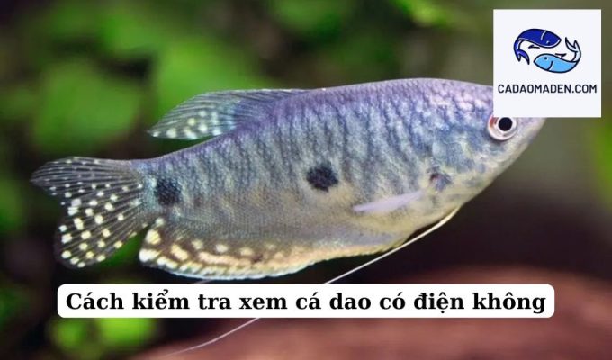 Cách kiểm tra xem cá dao có điện không