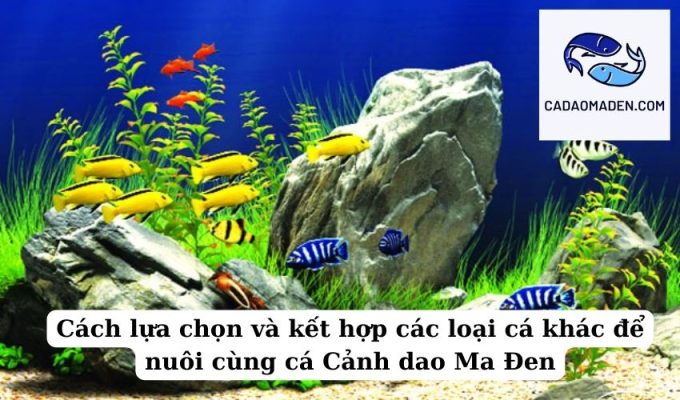 Cách lựa chọn và kết hợp các loại cá khác để nuôi cùng cá Cảnh dao Ma Đen