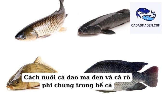 Cách nuôi cá dao ma đen và cá rô phi chung trong bể cá