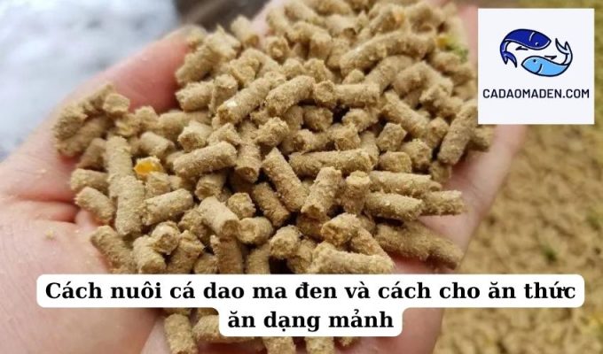 Cách nuôi cá dao ma đen và cách cho ăn thức ăn dạng mảnh