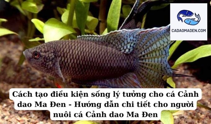 Cách tạo điều kiện sống lý tưởng cho cá Cảnh dao Ma Đen - Hướng dẫn chi tiết cho người nuôi cá Cảnh dao Ma Đen