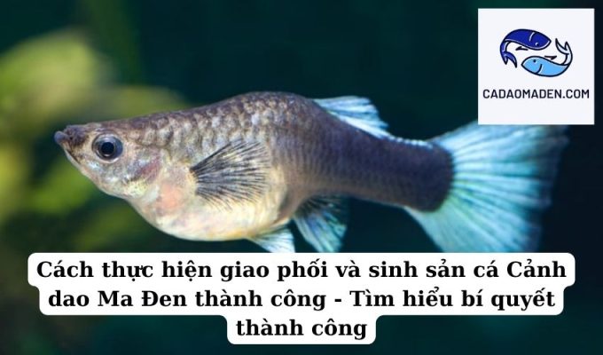 Cách thực hiện giao phối và sinh sản cá Cảnh dao Ma Đen thành công - Tìm hiểu bí quyết thành công