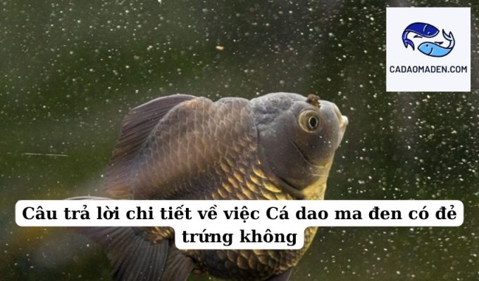 Câu trả lời chi tiết về việc Cá dao ma đen có đẻ trứng không