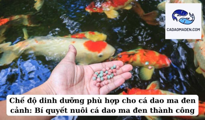 Chế độ dinh dưỡng phù hợp cho cá dao ma đen cảnh Bí quyết nuôi cá dao ma đen thành công