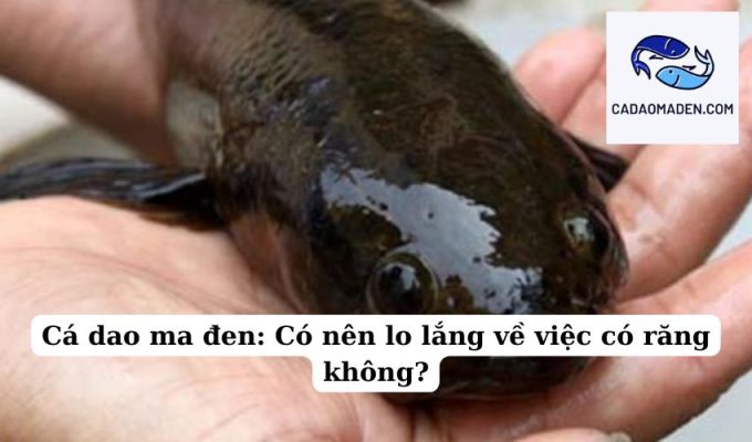 Có thể Cá dao ma đen có thở không khí không Bí ẩn của loài cá này