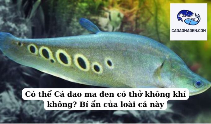 Có thể Cá dao ma đen có thở không khí không Bí ẩn của loài cá này