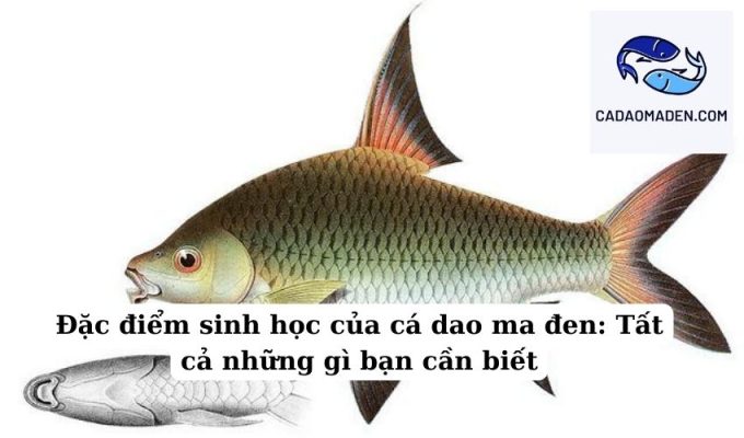 Đặc điểm sinh học của cá dao ma đen Tất cả những gì bạn cần biết