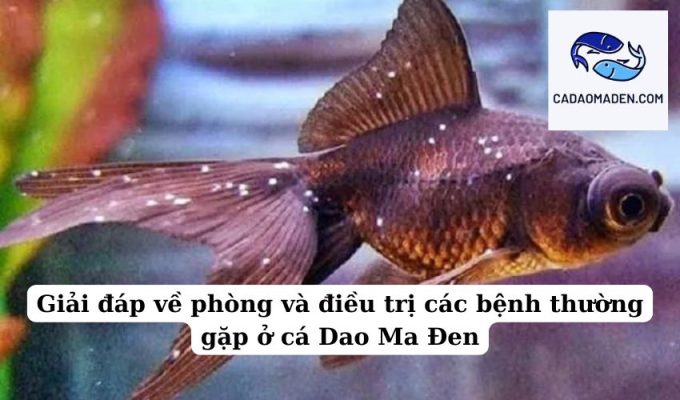 Giải đáp về phòng và điều trị các bệnh thường gặp ở cá Dao Ma Đen