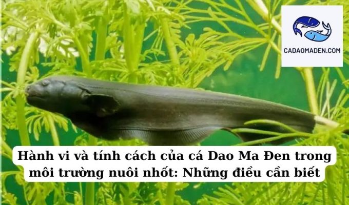 Hành vi và tính cách của cá Dao Ma Đen trong môi trường nuôi nhốt Những điều cần biết