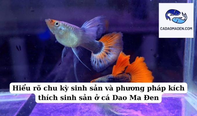 Hiểu rõ chu kỳ sinh sản và phương pháp kích thích sinh sản ở cá Dao Ma Đen