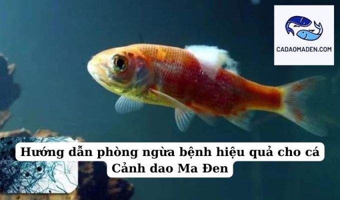 Hướng dẫn phòng ngừa bệnh hiệu quả cho cá Cảnh dao Ma Đen