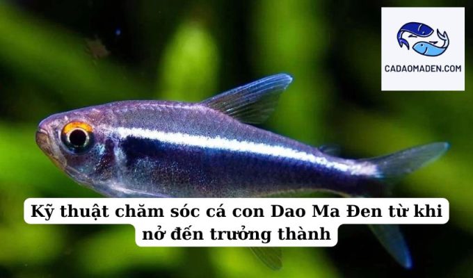 Kỹ thuật chăm sóc cá con Dao Ma Đen từ khi nở đến trưởng thành