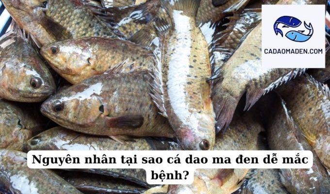 Nguyên nhân tại sao cá dao ma đen dễ mắc bệnh