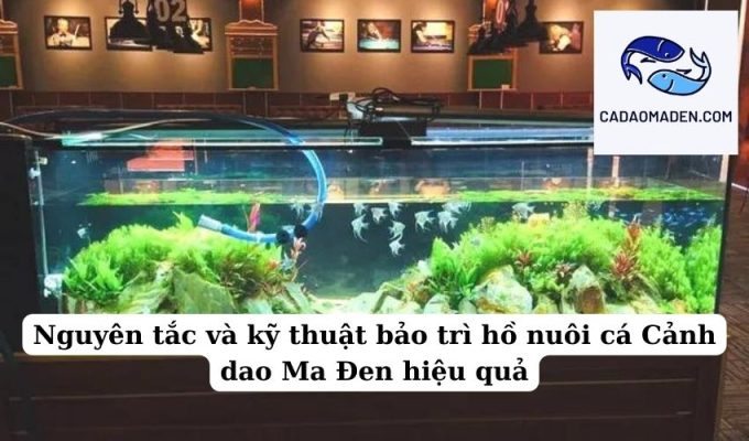 Nguyên tắc và kỹ thuật bảo trì hồ nuôi cá Cảnh dao Ma Đen hiệu quả