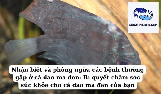 Nhận biết và phòng ngừa các bệnh thường gặp ở cá dao ma đen Bí quyết chăm sóc sức khỏe cho cá dao ma đen của bạn