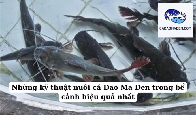 Những kỹ thuật nuôi cá Dao Ma Đen trong bể cảnh hiệu quả nhất